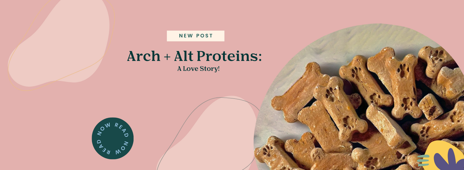 A close-up of Arch's Better Biscuit, a treat developed with both sustainability and your pet's digestive health in mind