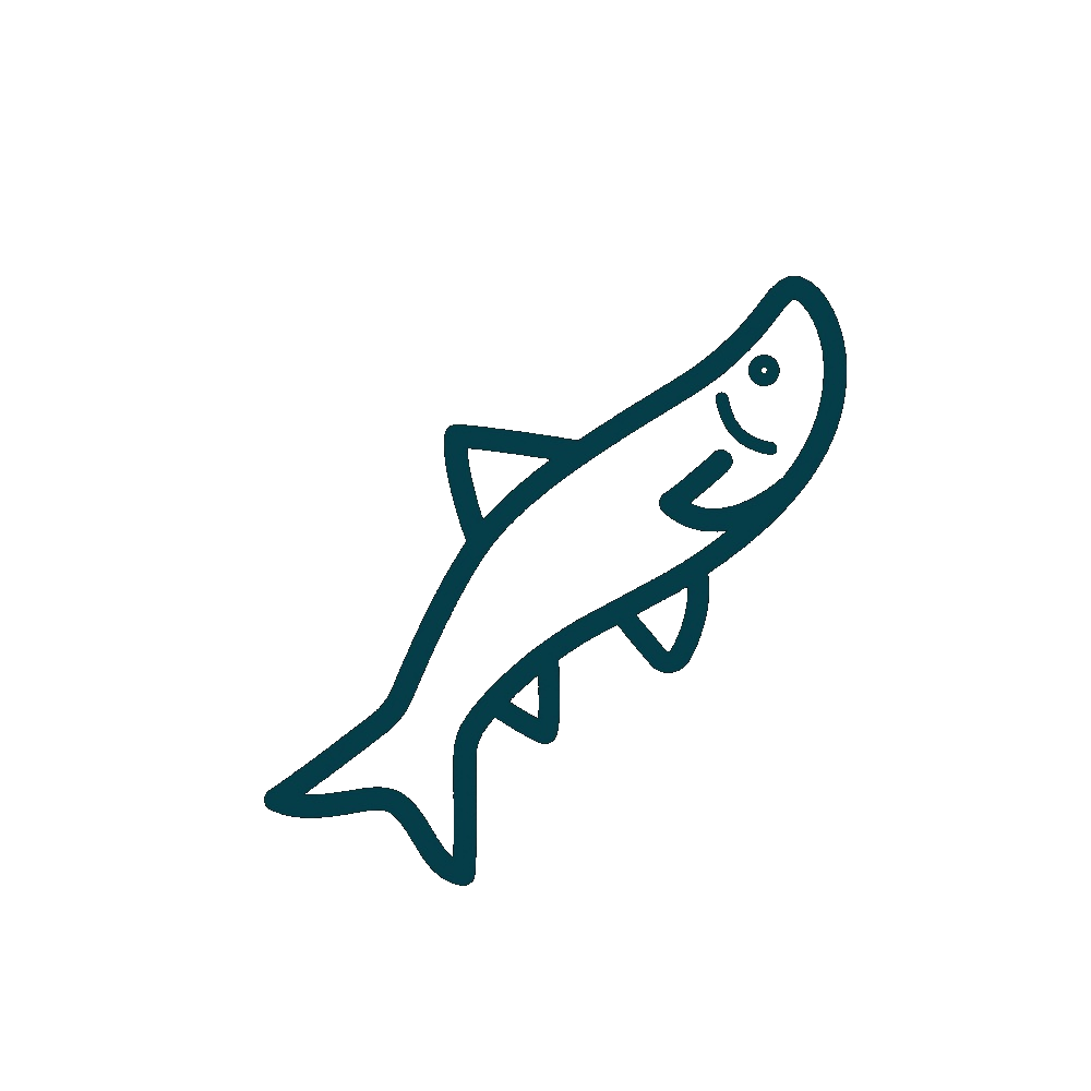 Silver Carp fish illustration
