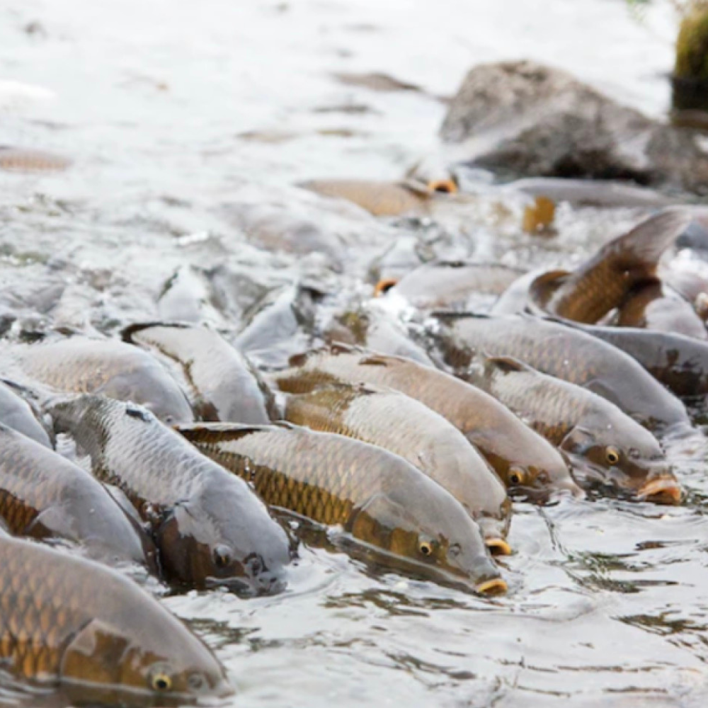 Silver Carp fish in water